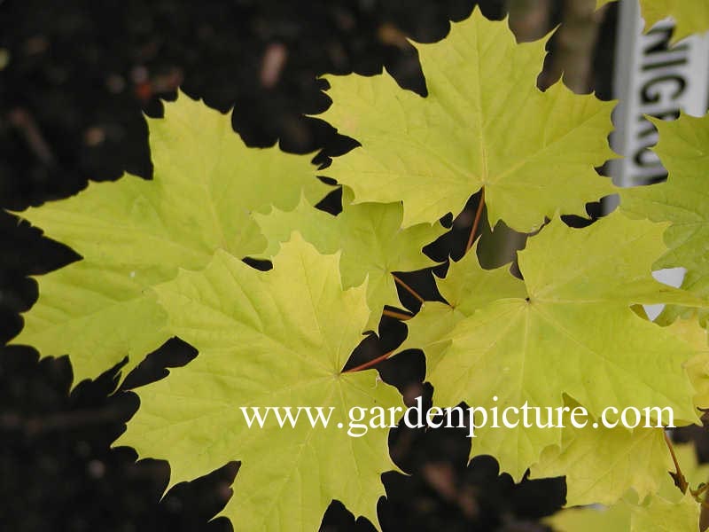 Acer platanoides 'Prigo' (PRINCETON GOLD)