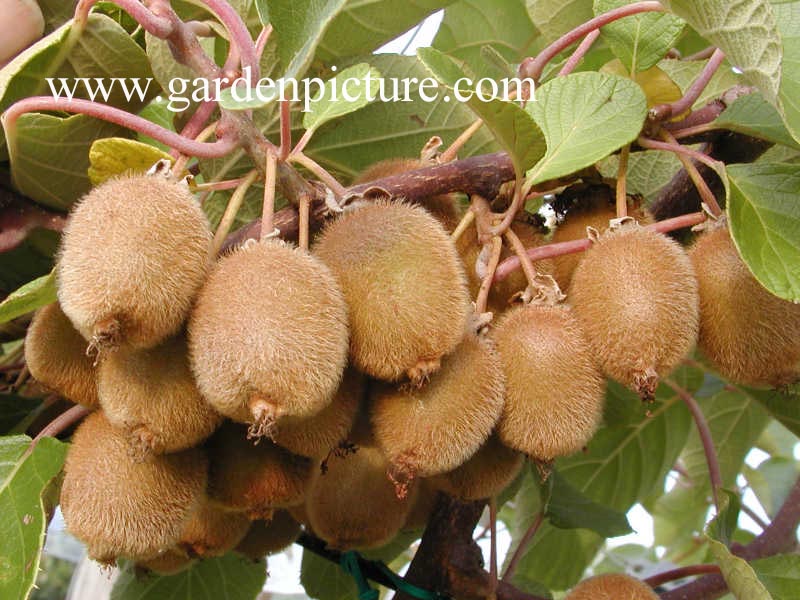 Actinidia deliciosa 'Jenny' (65020)