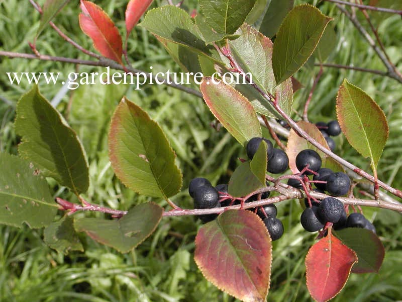 Aronia prunifolia 'Nero' (65032)