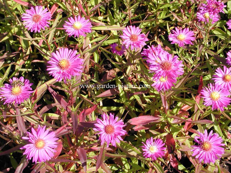 Aster novi-belgii 'Crimson Brocade' (65033)