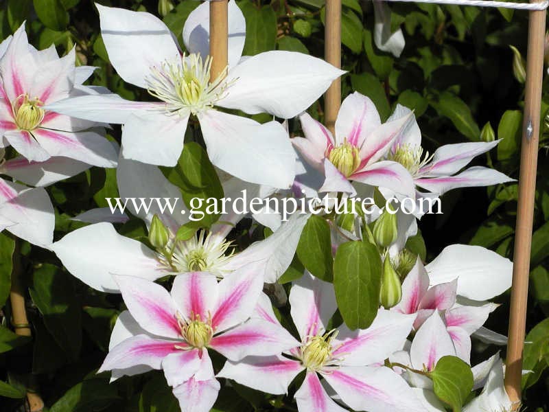Clematis 'Andromeda' (65078)