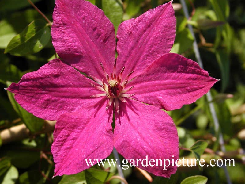 Clematis 'Kommerei' (65110)