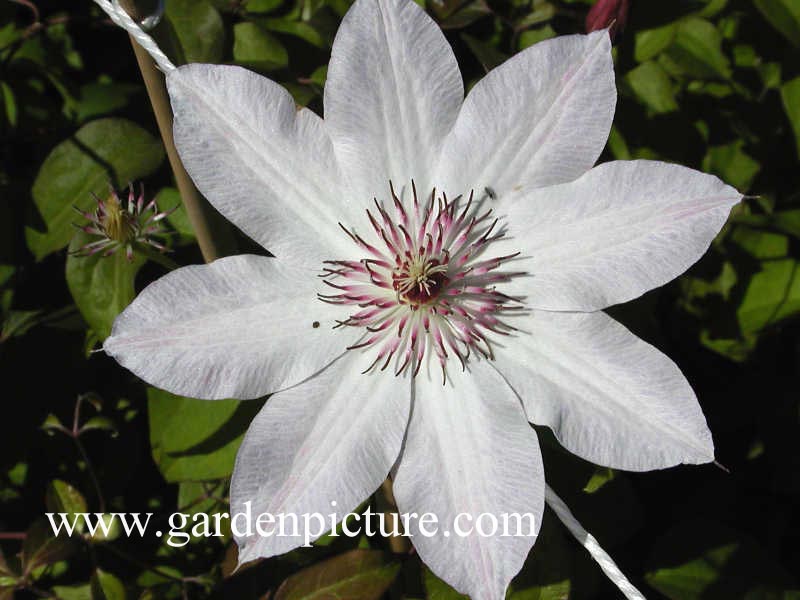 Clematis 'Otto Froebel' (65120)