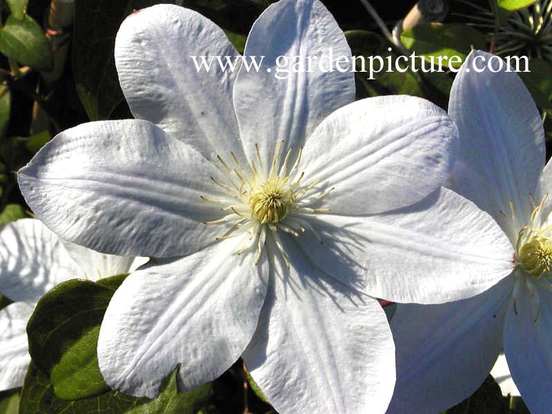 Clematis 'Shirayukihime' (65130)
