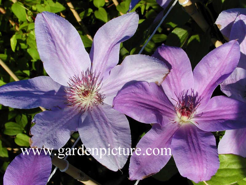 Clematis 'Sympatia' (65133)