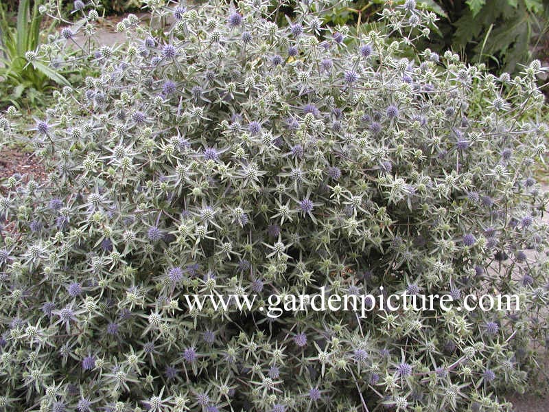 Eryngium planum 'Blauer Zwerg'
