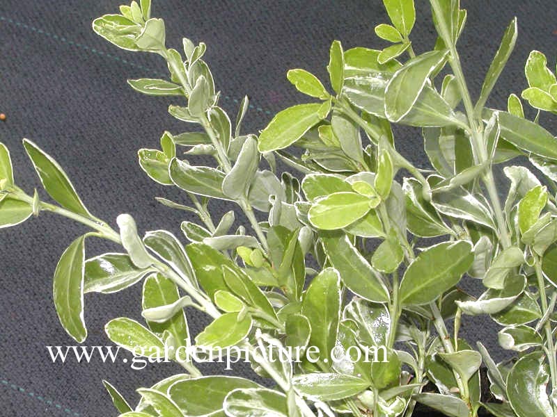 Euonymus japonicus 'Gray Beauty' (65157)