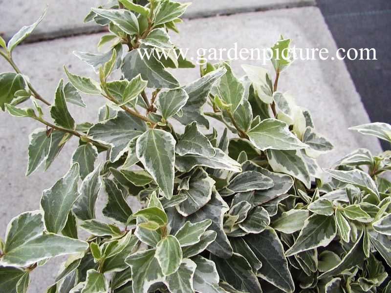 Hedera helix 'Little Diamond' (65184)