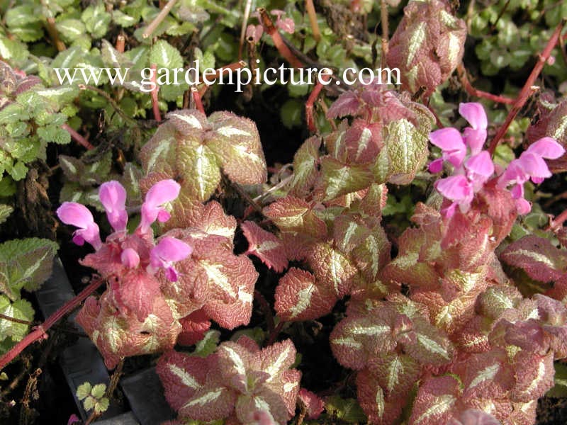 Lamium maculatum 'Roseum' (65236)