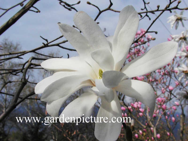 Magnolia stellata 'Waterlily' (65252)