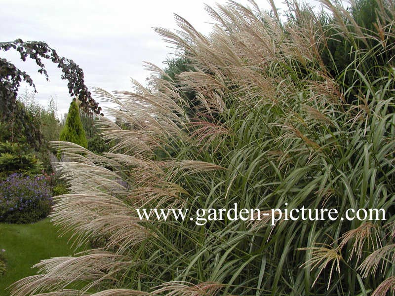 Miscanthus sinensis 'Silberfeder' (65262)