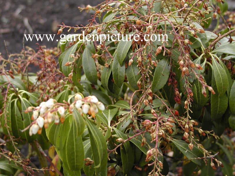 Pieris japonica 'March Magic'