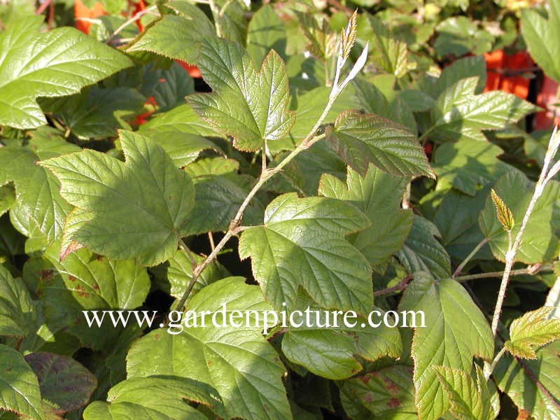 Rubus 'Kenneth Ashburner' (65339)