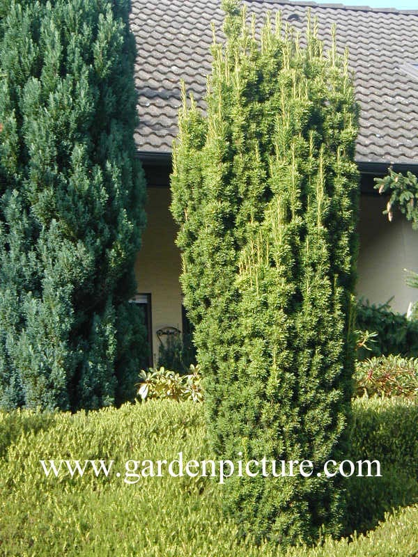 Taxus baccata 'Fastigiata Aureomarginata' (65367)