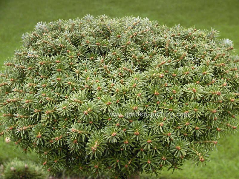 Abies koreana 'Nadelkissen'