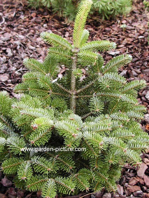 Abies nordmanniana 'Dobrichovice' (65430)