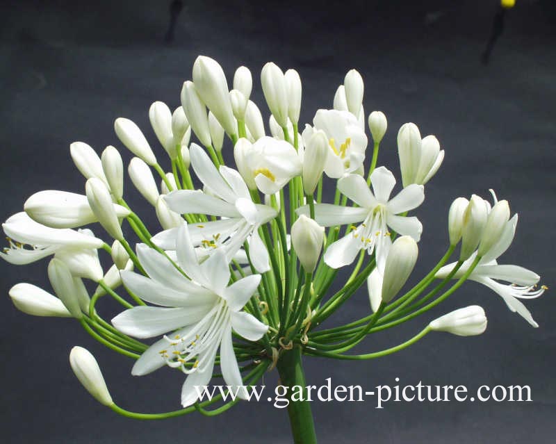 Agapanthus 'White Heaven' (65709)
