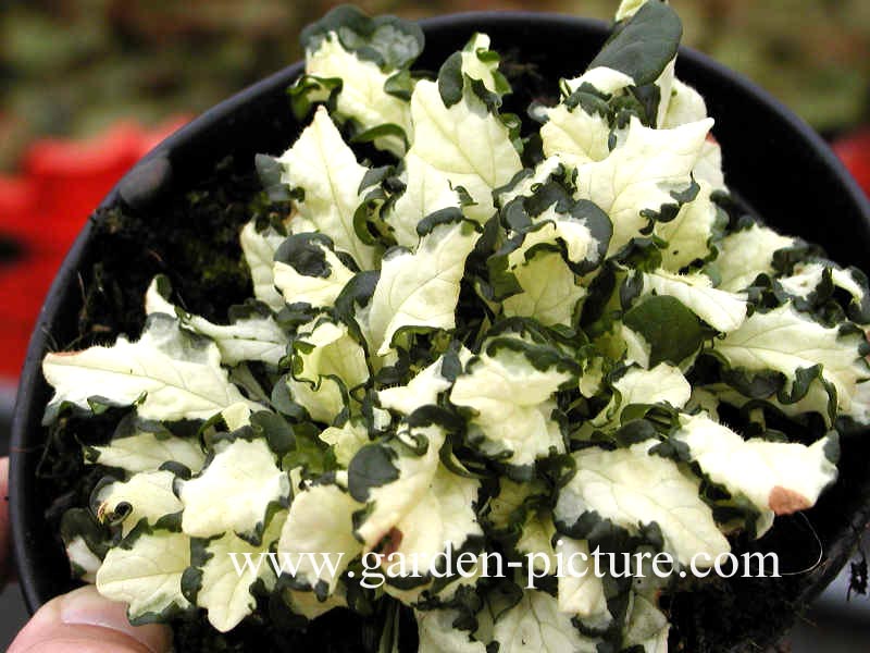 Ajuga reptans 'Arctic Fox'