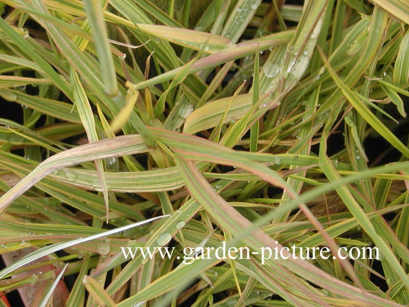 Alopecurus pratensis 'Aureovariegatus'