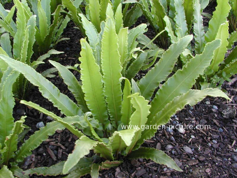 Asplenium scolopendrium 'Undulata' (65935)