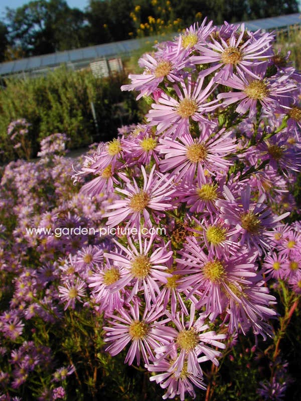 Aster ericoides 'Pink Cloud'
