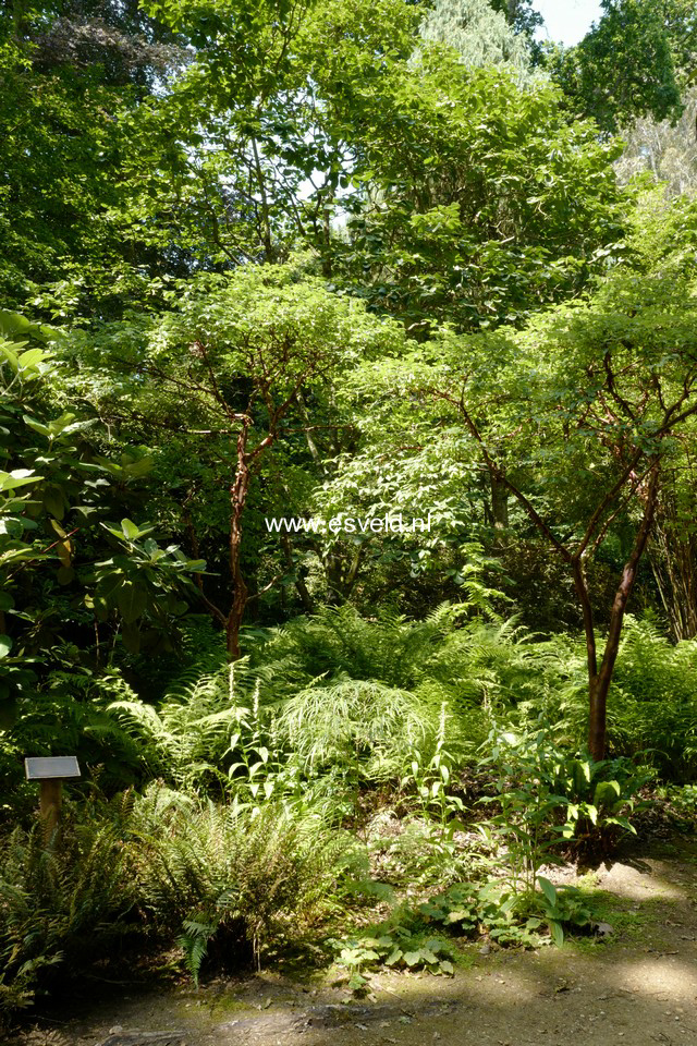 Acer griseum