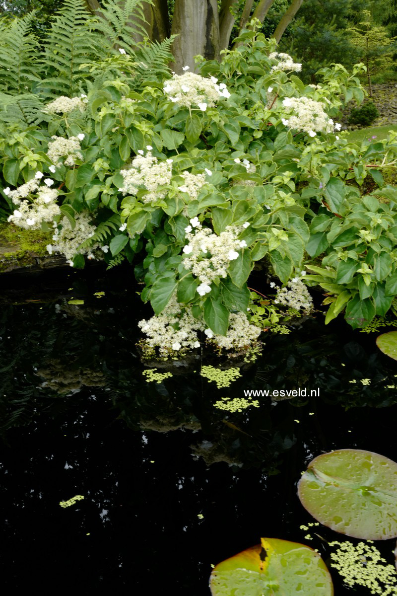 Hydrangea anomala petiolaris