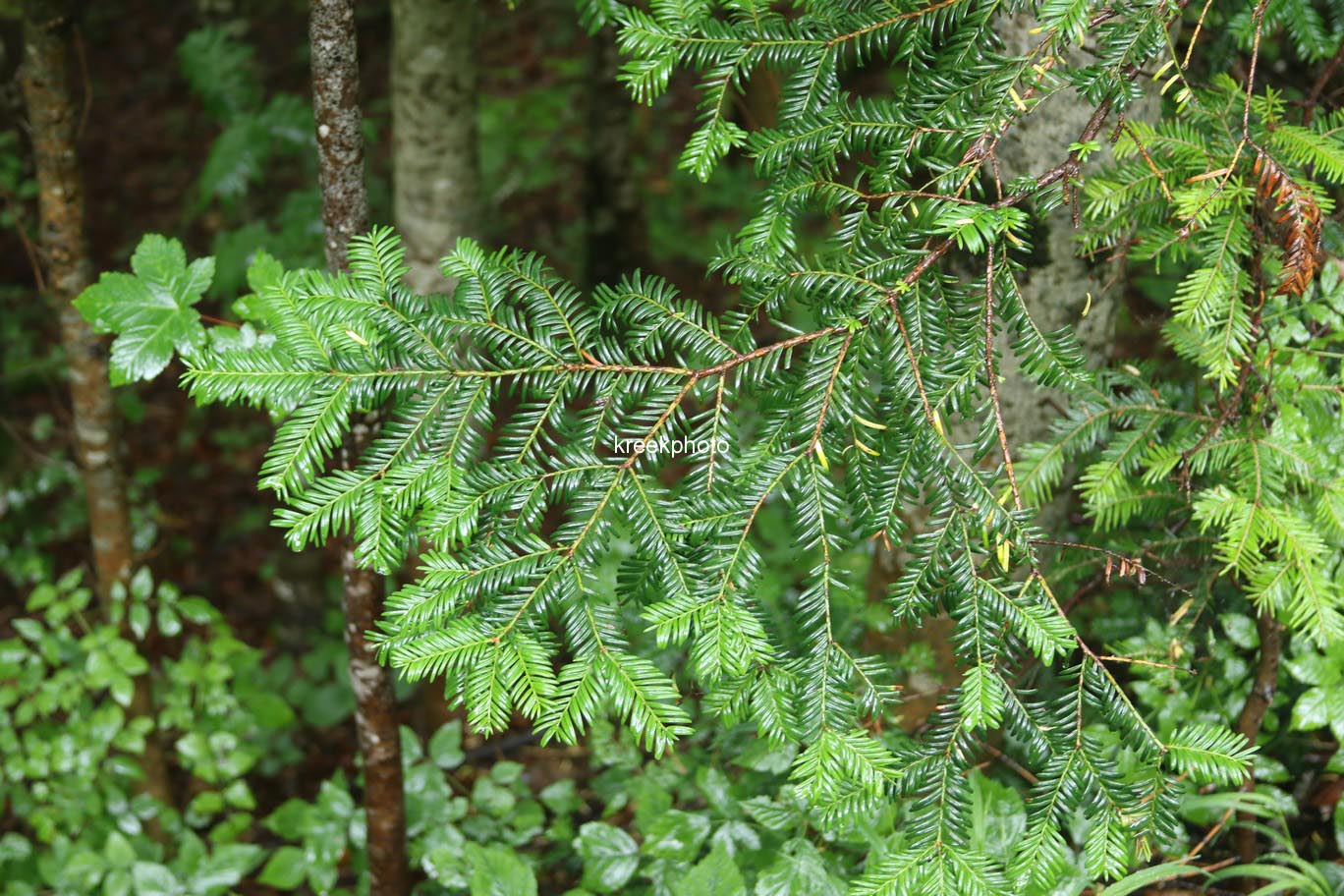 Taxus baccata