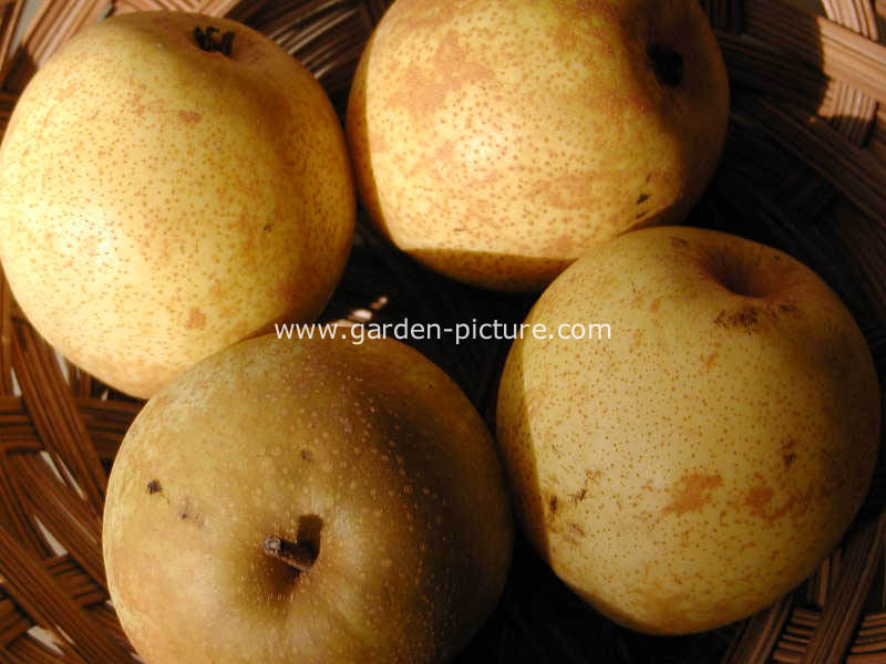 Pyrus communis 'Rafzas' (BENITA)