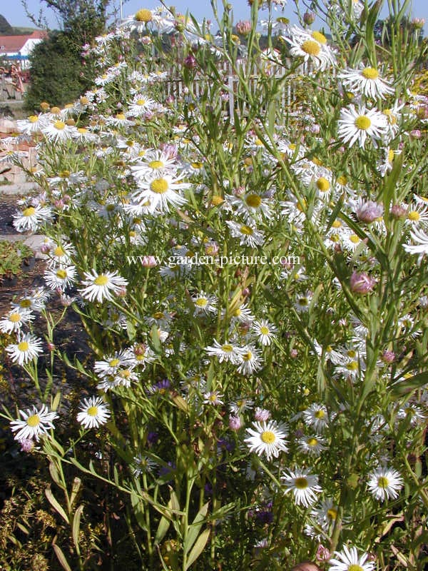 Boltonia asteroides 'Snowbank' (66199)