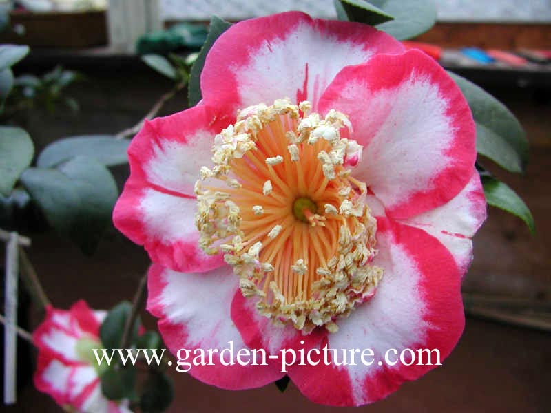 Camellia 'Ohkan'
