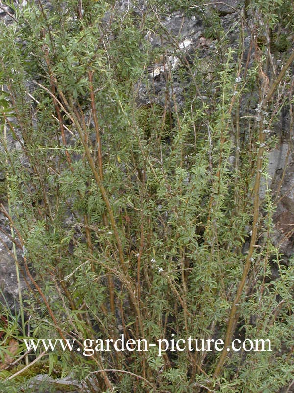 Caragana aurantiaca