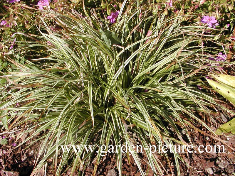 Carex 'Silver Sceptre' (66440)