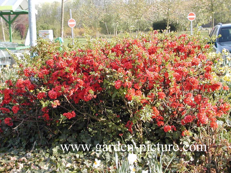 Chaenomeles superba 'Elly Mossel'