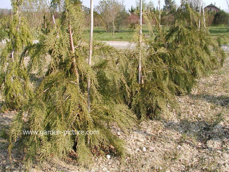 Chamaecyparis lawsoniana 'Intertexta'