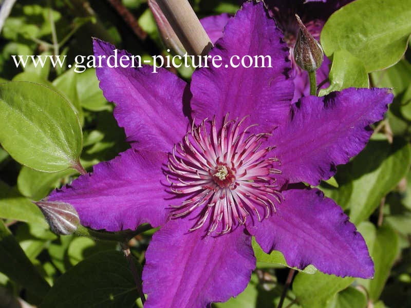 Clematis 'Maria Louise Jensen' (66850)