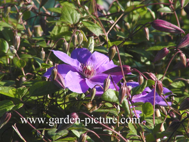 Clematis 'Victoria' (66937)