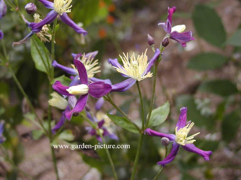Clematis aromatica