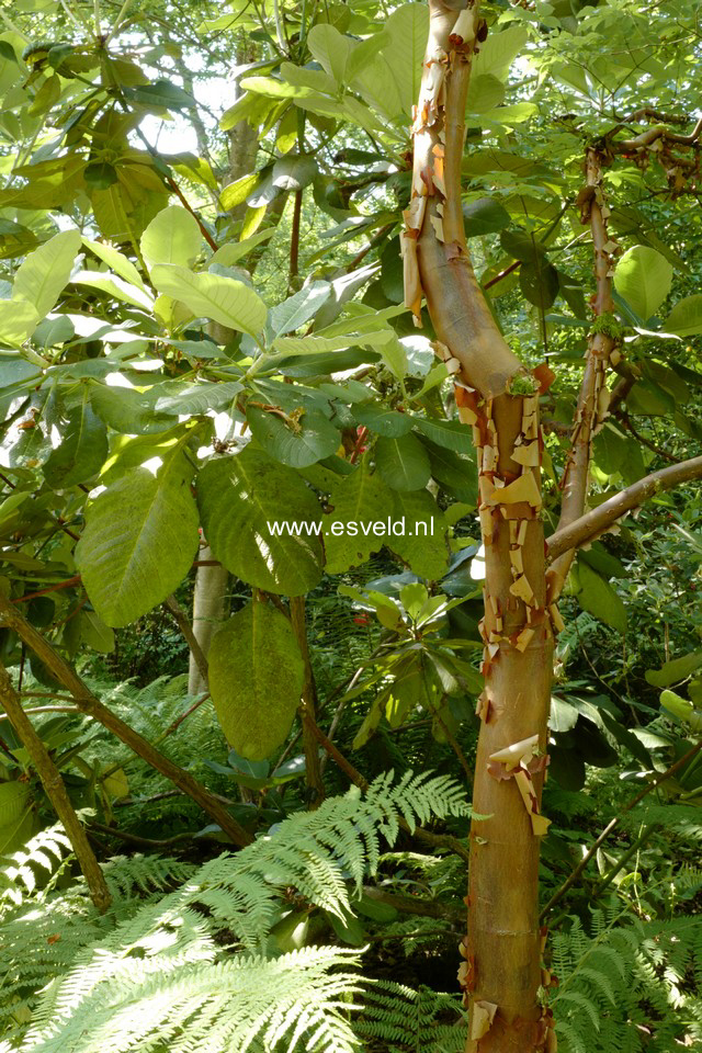 Acer griseum