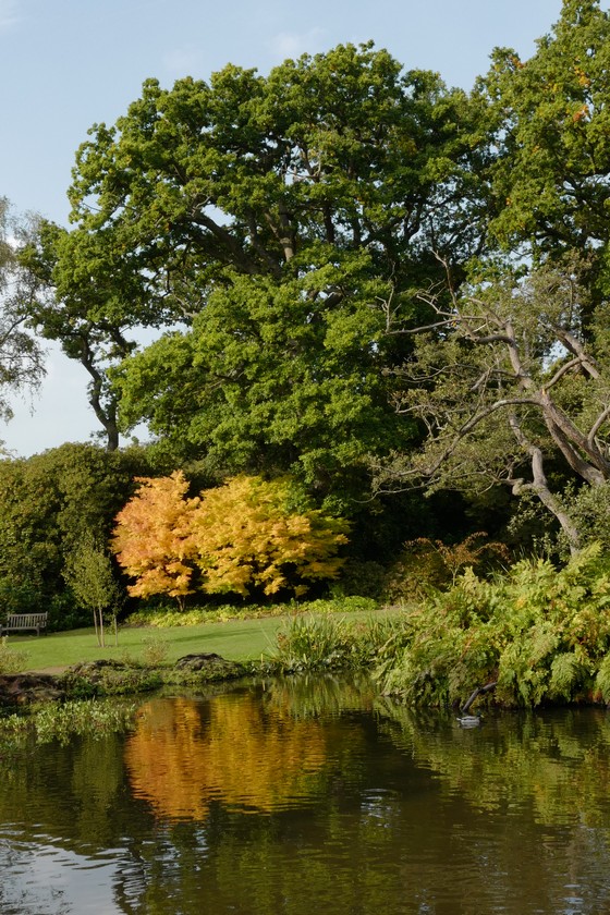 Acer palmatum 'Sango-kaku'