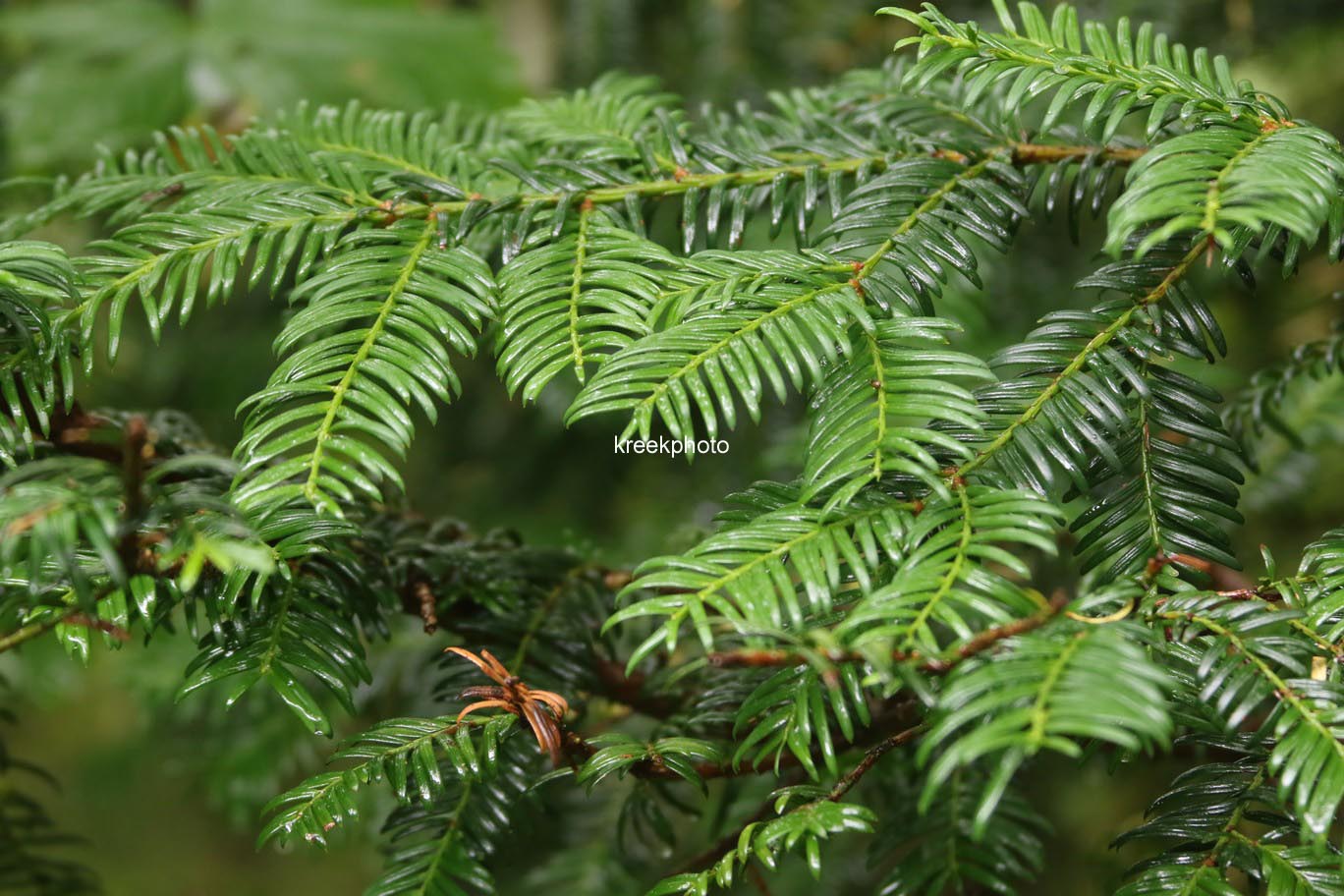 Taxus baccata