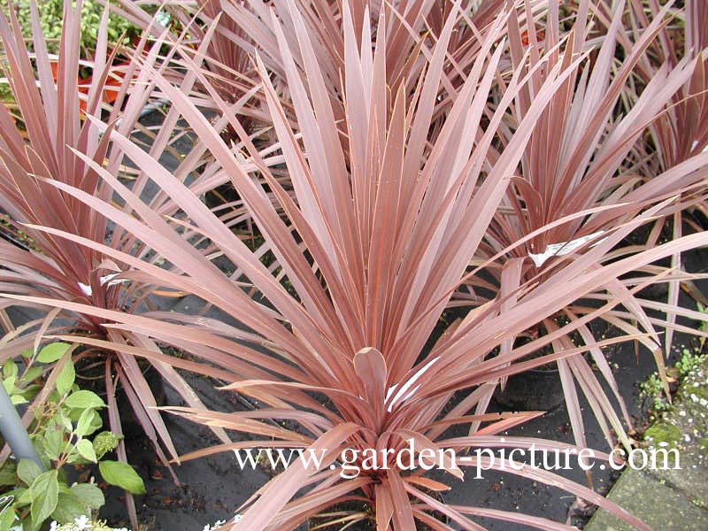 Cordyline australis 'Red Star'
