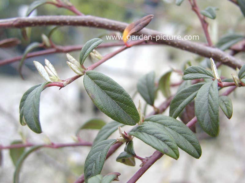 Cotoneaster salicifolius 'Repens' (67149)