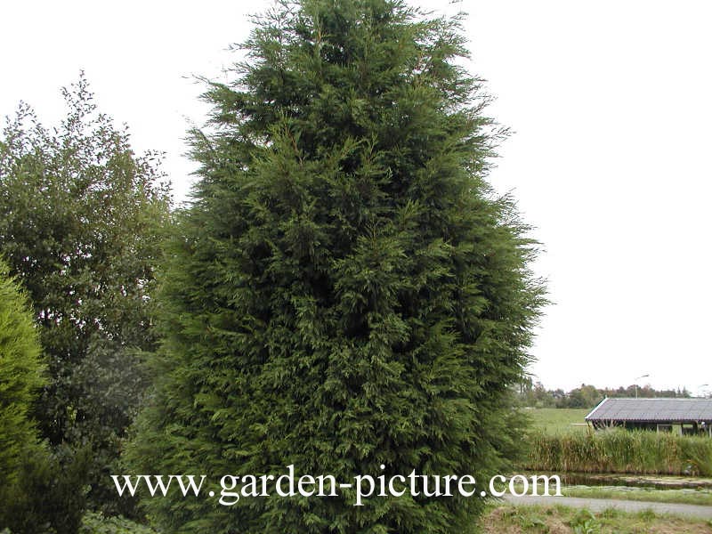 Cupressocyparis leylandii 'Green Spire'