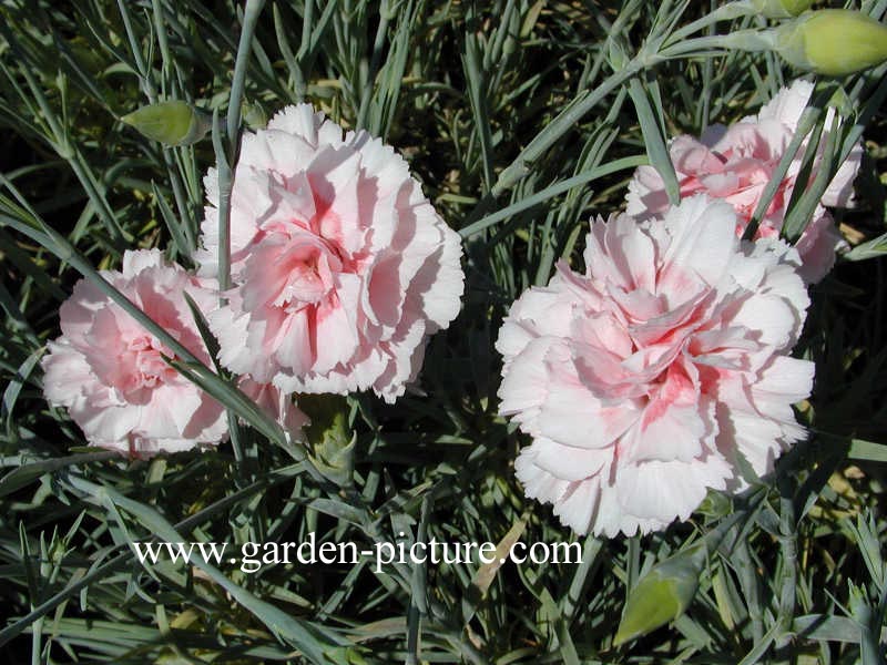 Dianthus 'Doris' (67295)