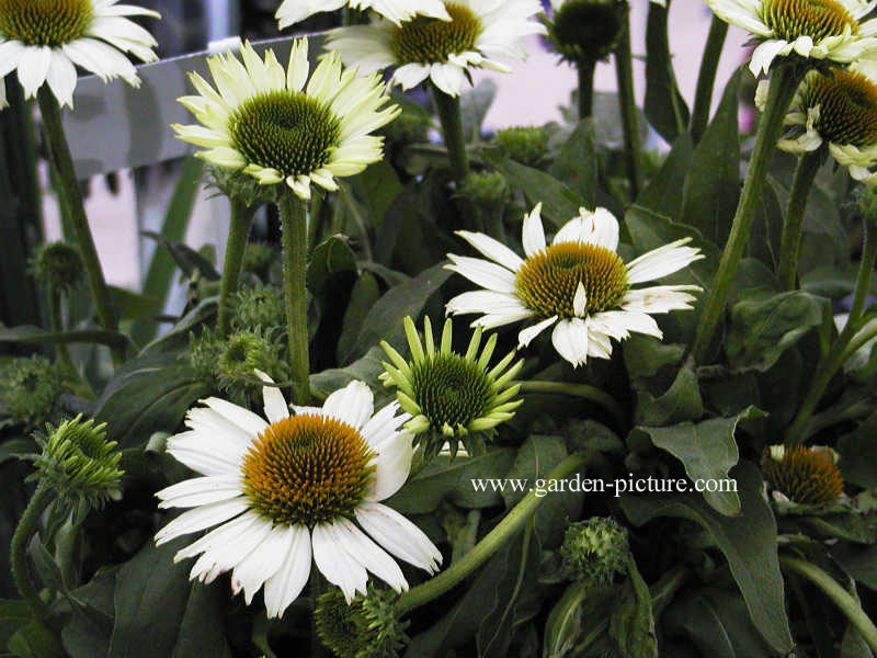 Echinacea purpurea 'Kim's Mop Head'