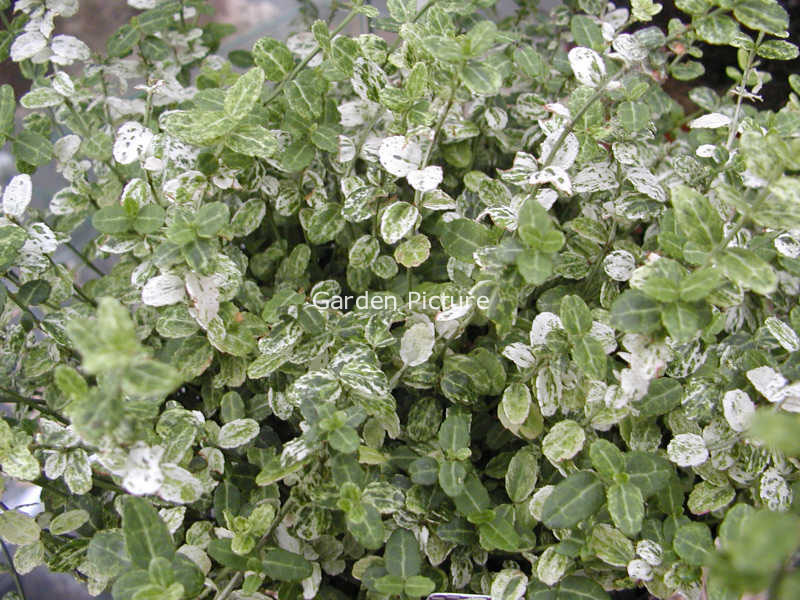 Euonymus fortunei 'Silverstone' (67448)
