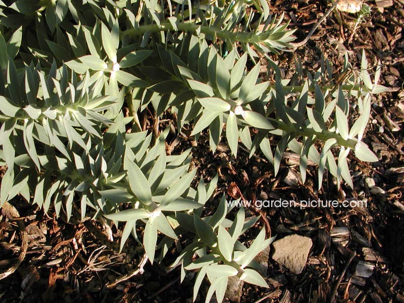 Euphorbia rigida (67491)