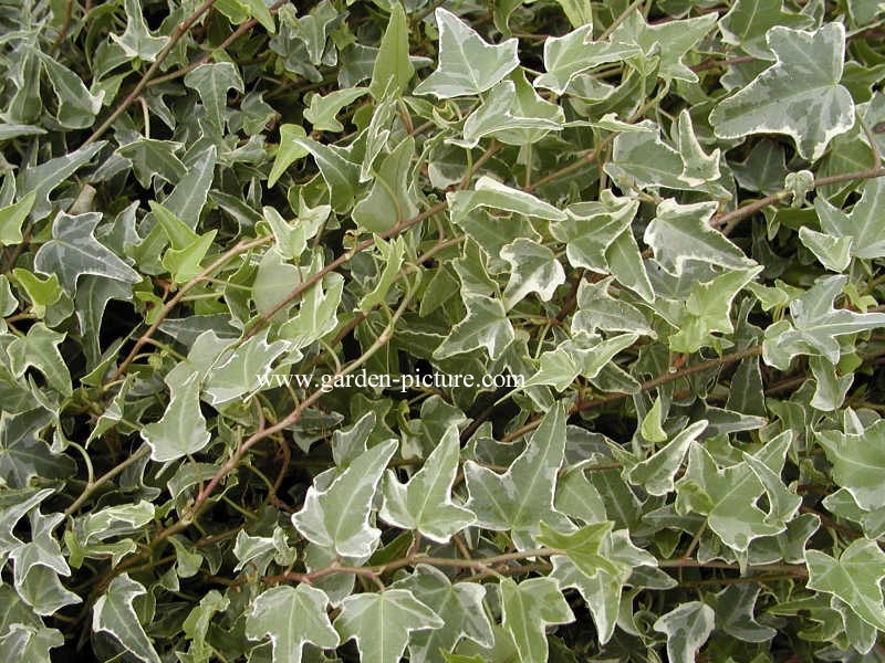 Hedera helix 'Mona Lisa'