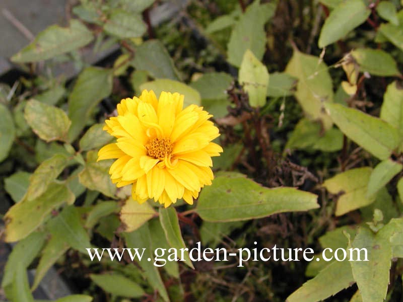 Heliopsis helianthoides var. scabra (67791)